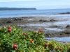 Cranberry Islands 105