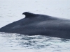 Boston Islands and Whales 101