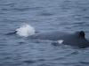 Boston Islands and Whales 132