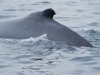 Boston Islands and Whales 137