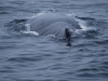 Boston Islands and Whales 140