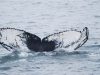 Boston Islands and Whales 152