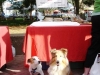 Dogs at Charleston Market