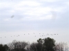Birds Migrating 3