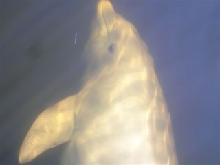 Dolphin Apalachcola 2