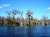 Wakula Springs 10