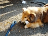 Daisy eating oyster shell 2