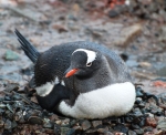 Antarctica photos 2 1046