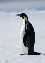 Antarctica photos 2 155