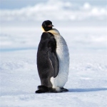 Antarctica photos 2 158