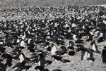 Antarctica photos 2 476