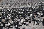 Antarctica photos 2 476