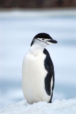 Antarctica photos 2 516