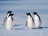 Antarctica photos 2 123