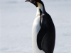 Antarctica photos 2 155