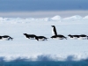 Antarctica photos 2 172