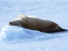 Antarctica photos 2 189