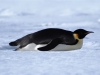 Antarctica photos 2 212