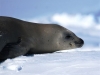 Antarctica photos 2 226