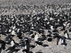 Antarctica photos 2 476