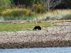 bear-on-beach