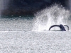 whale-tail