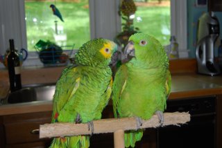 birds-together