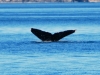 whale-tail-2