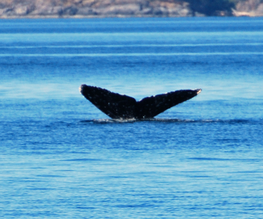 whale-tail-2