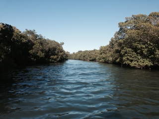 mangrove_0