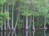 Dismal Swamp 009