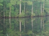 Dismal Swamp 013