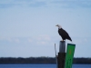 St_ Augustine to Cocoa 186