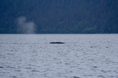 Tracy Arm