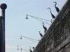 Blue Herons feeding at Lock